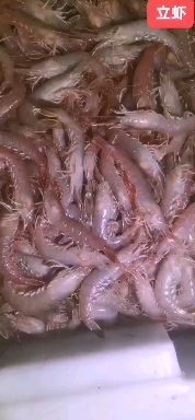 蛎虾  立虾 红虾 鹰爪虾。。。。。。。。。。。。。。。。。。。。。